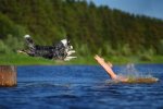 Can Dogs Swim in Lake Berryessa? |