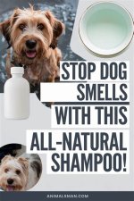 Dog Shampoo That Smells Great: the Ultimate Guide for Pet Owners