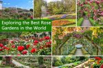 Exploring the World of Rose Hart on Onlyfans: a Comprehensive Guide