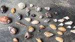 Is It Allowed to Take Seashells from Hawaii?