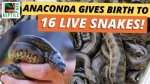 One Girl One Anaconda Video: the Wild Truth Behind the Viral Sensation