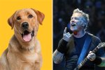 The Unique Journey of Metallica Dog: a Tale of Loyalty and Rock 'N' Roll