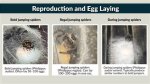 Understanding Spider Reproduction: How Can You Tell If a Spider Is Pregnant?